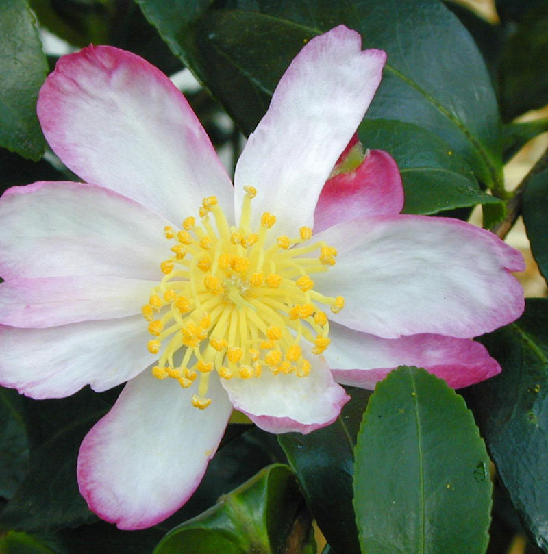  Herbstblühende Kamelie Rainbow 25-30cm - Camellia Sasanqua