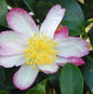 Herbstblühende Kamelie Rainbow 25-30cm - Camellia Sasanqua