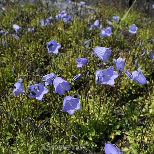  Zwergglockenblume Bavaria Blue - Campanula Cochleariifolia