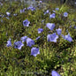  Zwergglockenblume Bavaria Blue - Campanula Cochleariifolia