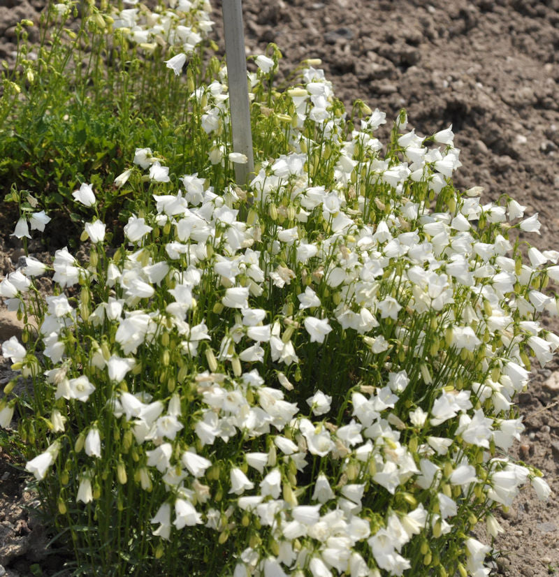  Zwergglockenblume Alba - Campanula Cochleariifoli