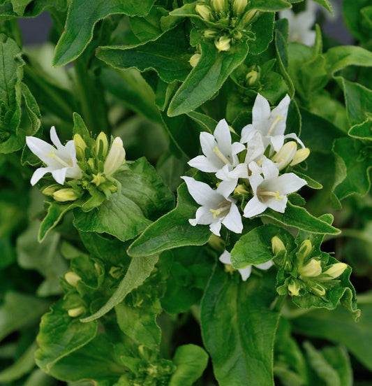  Knäulglockenblume Bellefleur White - Campanula Glomerata
