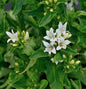  Knäulglockenblume Bellefleur White - Campanula Glomerata