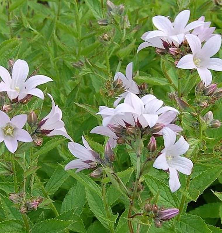  Doldenglockenblume Loddon Anna - Campanula Lactiflora