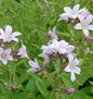  Doldenglockenblume Loddon Anna - Campanula Lactiflora