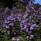  Doldenglockenblume Pouffe - Campanula Lactiflora