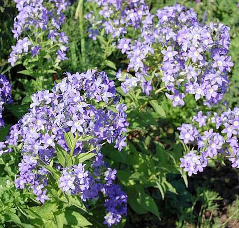  Doldenglockenblume Prichard - Campanula Lactiflora