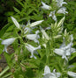  Waldglockenblume Alba - Campanula Latifolia