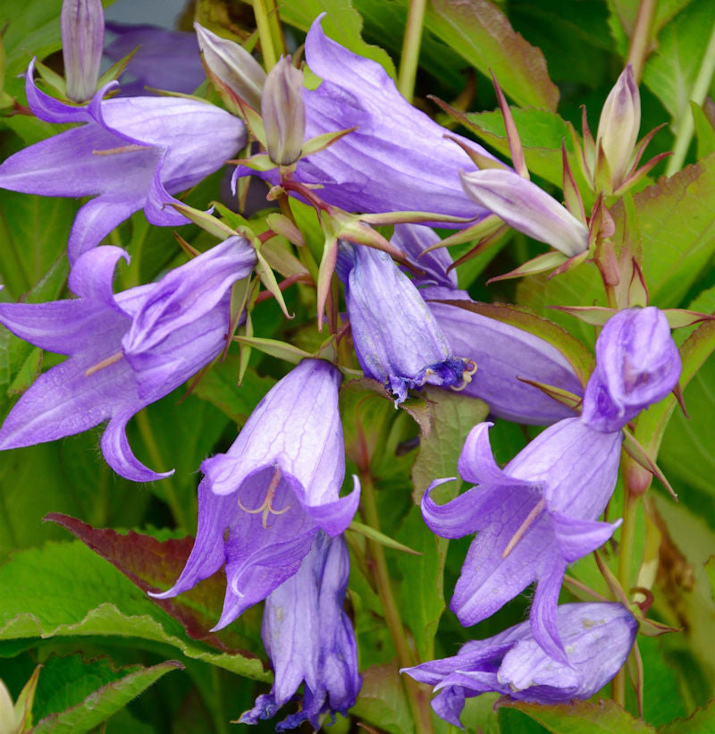  Waldglockenblume - Campanula Latifolia