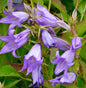  Waldglockenblume - Campanula Latifolia