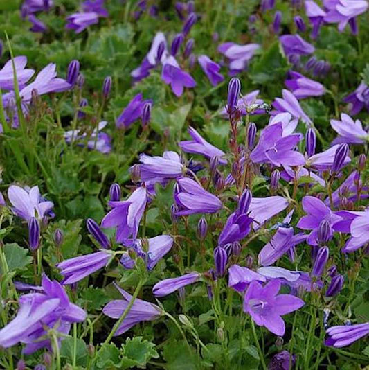  Teppich Glockenblume Birch - Campanula Portenschlagiana