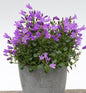  Teppich Glockenblume Resholt - Campanula Portenschlagiana