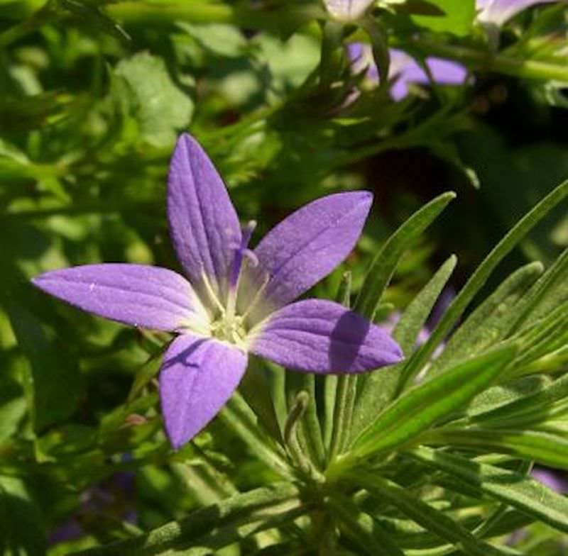  Glockenblume Blauranke - Campanula Poscharskyana