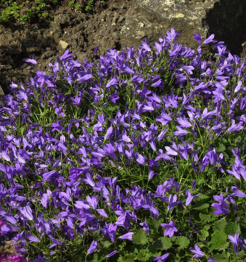  Glockenblume Templiner Teppich - Campanula Poscharskyana