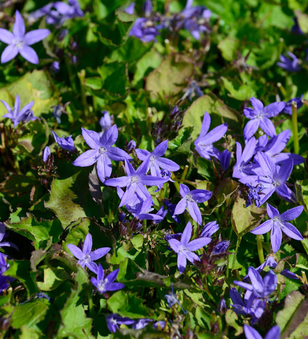 Glockenblume - Campanula Poscharskyana