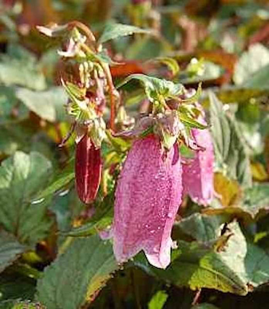  Punktierte Glockenblume Rubrifolia - Campanula Punctata