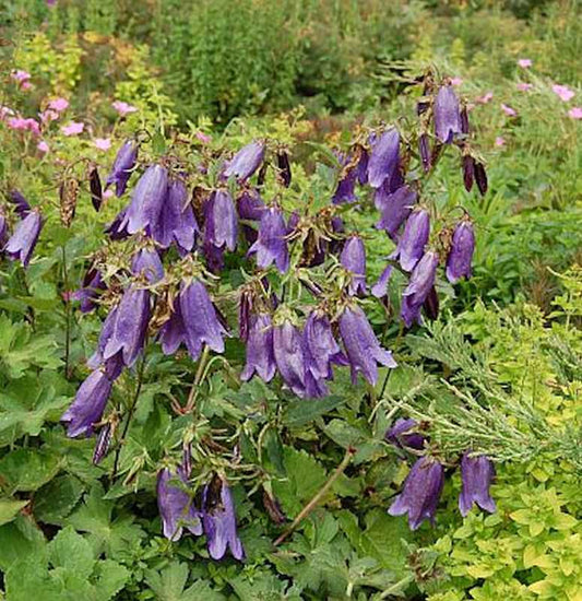  Punktierte Glockenblume Sarastro - Campanula Punctata