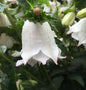  Rundblättrige Glockenblume White Gem - Campanula Rotundifolia