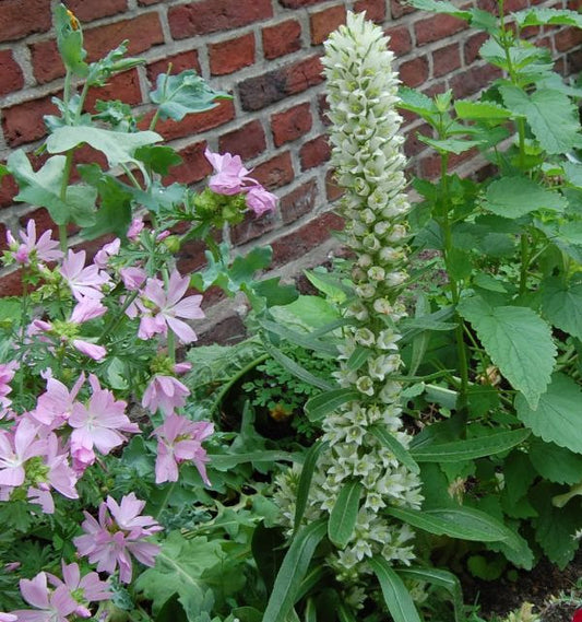  Straussblütige Glockenblume - Campanula Thyrsoides