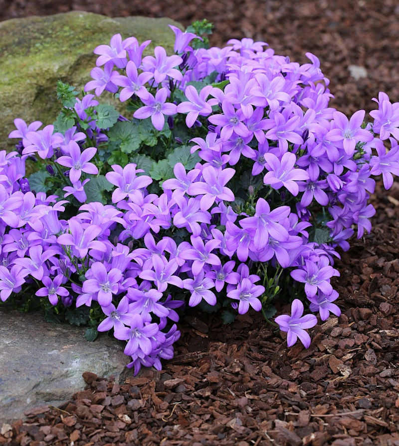  Teppich Glockenblume - Campanula Portenschlagiana