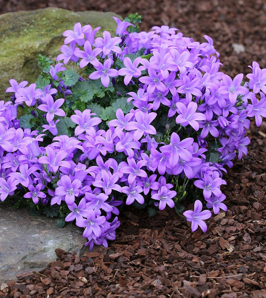  Teppich Glockenblume - Campanula Portenschlagiana