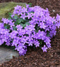  Teppich Glockenblume - Campanula Portenschlagiana