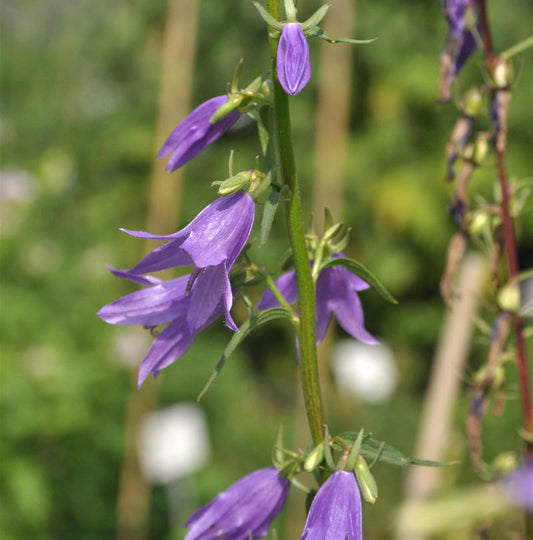  Rapunzelglockenblume - Campanula Rapunculoides