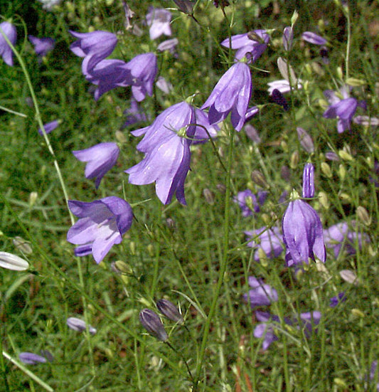  Rundblättrige Glockenblume - Campanula Rotundifolia