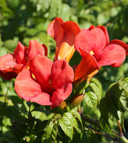  Trompetenblume Flamenco 40-60cm - Campsis Radicans