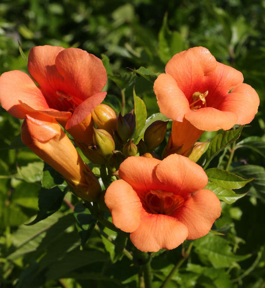  Trompetenblume Indian Summer® 40-60cm - Campsis Radicans