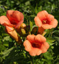  Trompetenblume Indian Summer® 60-80cm - Campsis Radicans