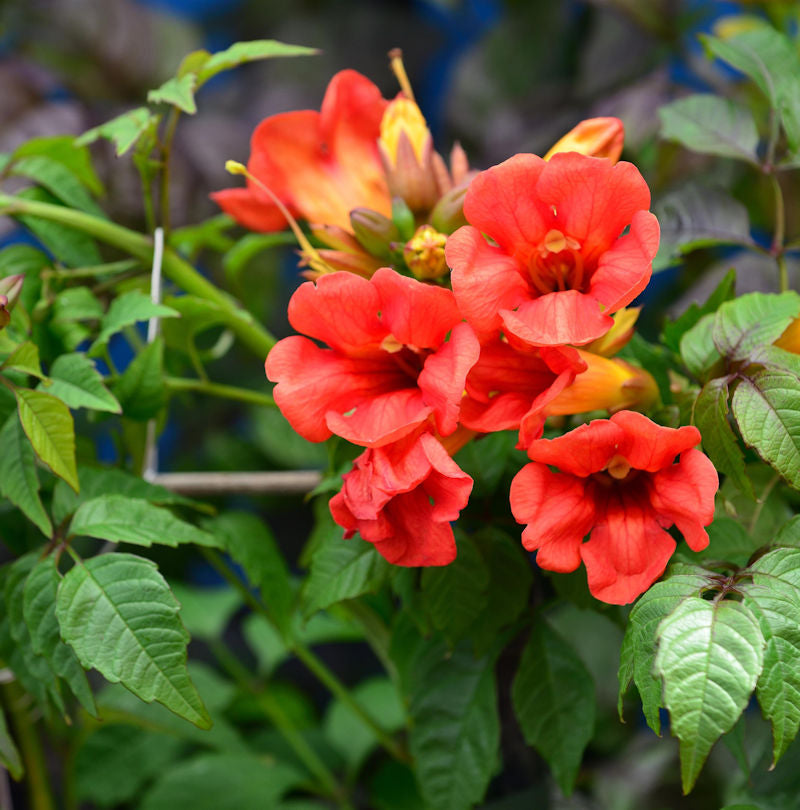  Hochstamm Trompetenblume Summer Jazz Fire 80-100cm - Campsis Radicans