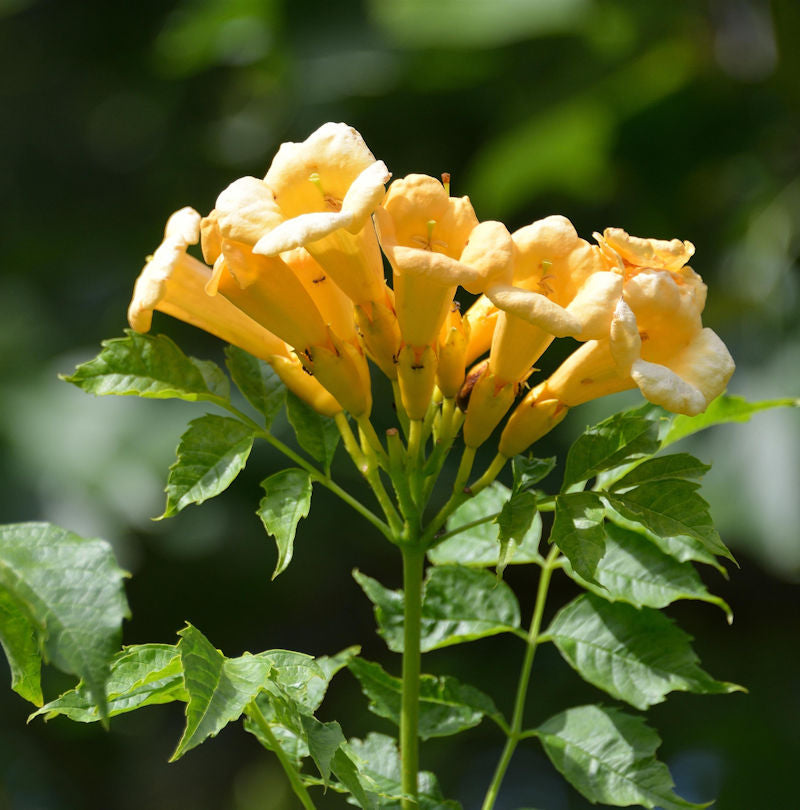  Gelbe Klettertrompete 80-100cm - Campsis Radicans