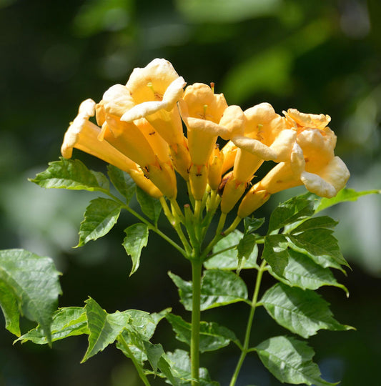  Gelbe Klettertrompete 80-100cm - Campsis Radicans