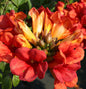  Große Klettertrompete Fire Trumpet Vine 80-100cm - Campsis Tagliabuana