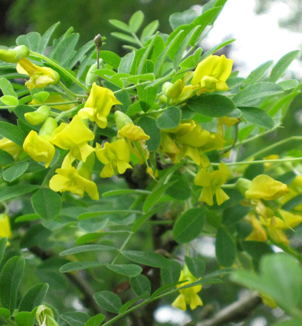  Hoher Erbsenstrauch 60-80cm - Caragana Arborescens