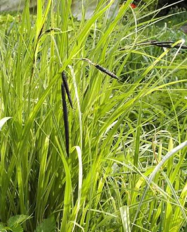  Scharfe Segge - Carex Acuta