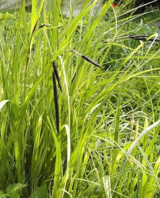  Scharfe Segge - Carex Acuta