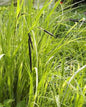  Scharfe Segge - Carex Acuta
