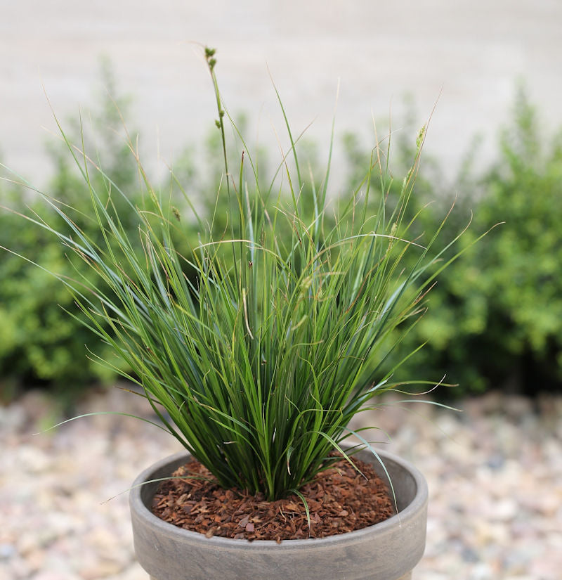  Segge Verde - Großer Topf - Carex Brunnea