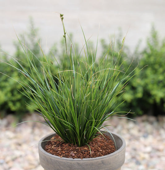  Segge Verde - Großer Topf - Carex Brunnea