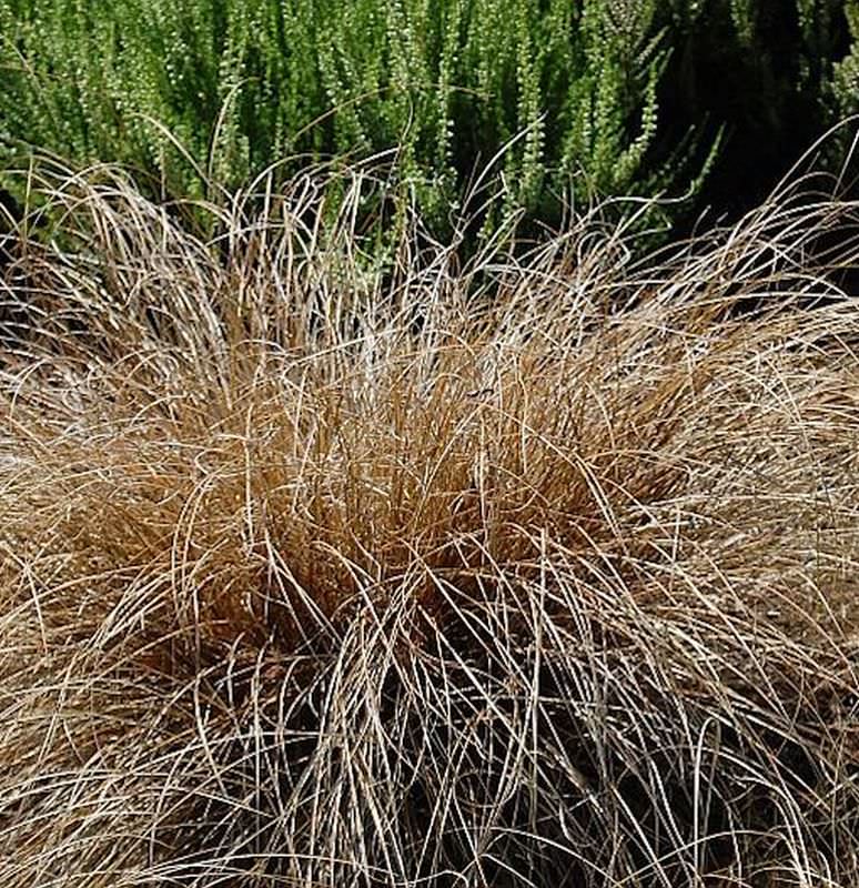  Segge Bronco - Carex Comans