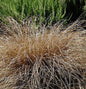  Segge Bronco - Carex Comans