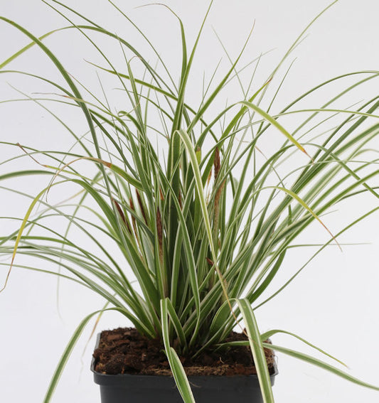  Brokat Segge Gold Fountains - Carex Dolichostachya