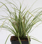  Brokat Segge Gold Fountains - Carex Dolichostachya