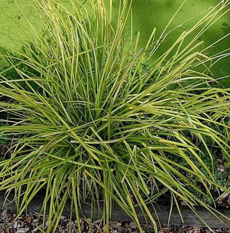  Steife Segge Bowles Golden - Carex Elata