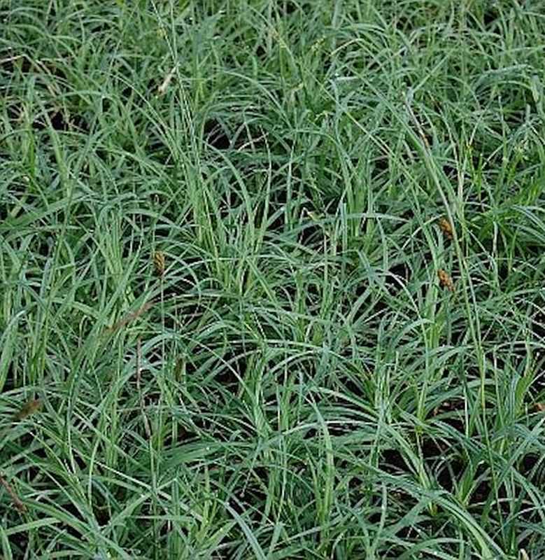  Blaugrüne Segge Blue Zinger - Carex Flacca