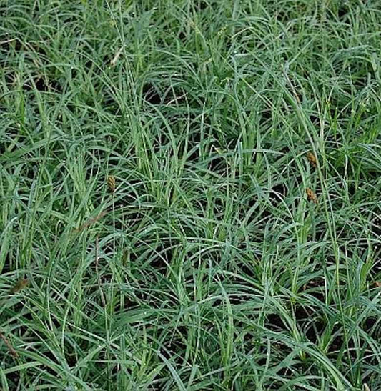  Blaugrüne Segge Blue Zinger - Carex Flacca