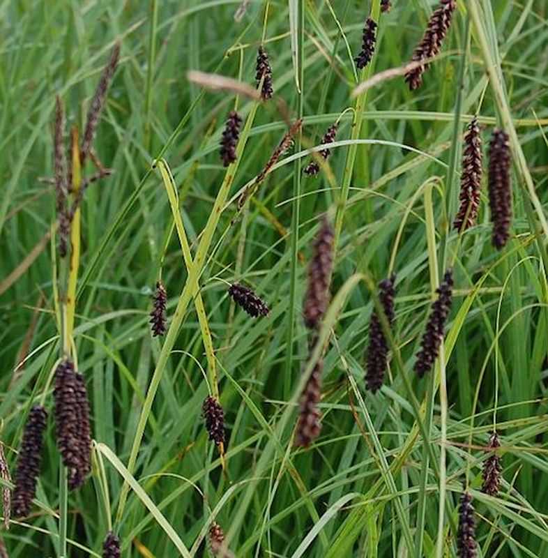  Blaugrüne Segge - Carex Flacca