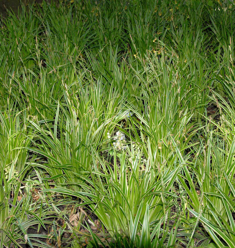  Teppich Japan Segge Goldband - Carex Foliosissima